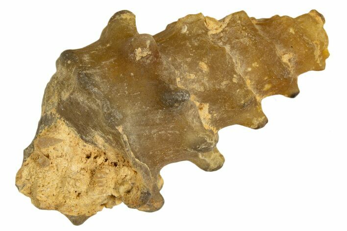 Agatized Gastropod (Cerithium?) Fossil - Morocco #338047